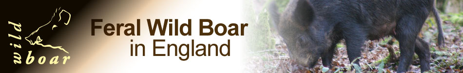 Wild Boar - Feral wild boar in England